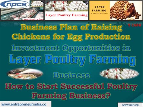 Poultry Egg Farming Business Plan In Philippines